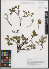 Foto von Salix reticulata L.